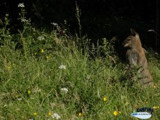 la-mini-ferme-et-ses-wallabies
